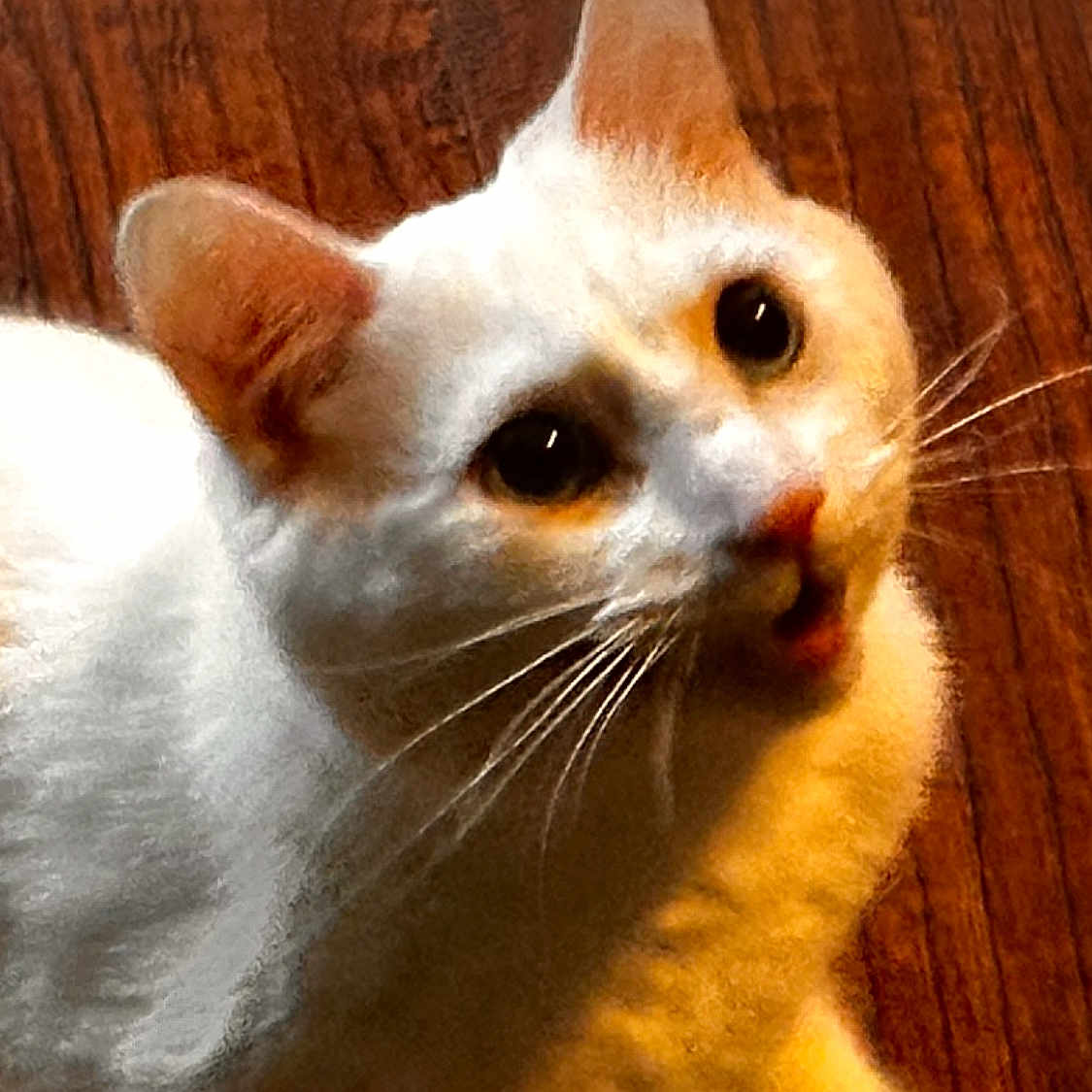Coda