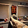 Coda joined the competition — help win amazing prizes! cabinet, cat, counter, countertop, curious_cat, drink_cup, faucet, household_items, indoor, kitchen, kitchen_sink, kitchen_towel, lighting, person_hand, plastic_bags, shoes, table, toaster_oven, white_cat, window_blinds