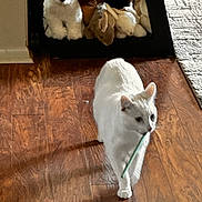 Coda joined the competition — help win amazing prizes! animal, cat, cute, domestic_cat, feline, flooring, home, household, indoor, pet, pet_toy, playful, plush_toys, shelf, stuffed_animals, toy_bear, toy_rabbit, walking, white_cat, wooden_floor