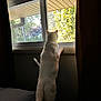 animal, bed, cat, curious, curtains, daylight, domestic, feline, fur, home, indoor, looking_out, pet, pillow, quiet, shadow, standing, sunlight, white_cat, window
