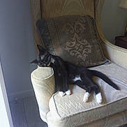 Midnight joined the competition — help win amazing prizes! kitten, cat, sleeping, armchair, cushion, indoor, furniture, resting, black_and_white, paw, tail, cozy, relaxing, home, pet, domestic_cat, soft_light, window_light, wood_floor, comfortable