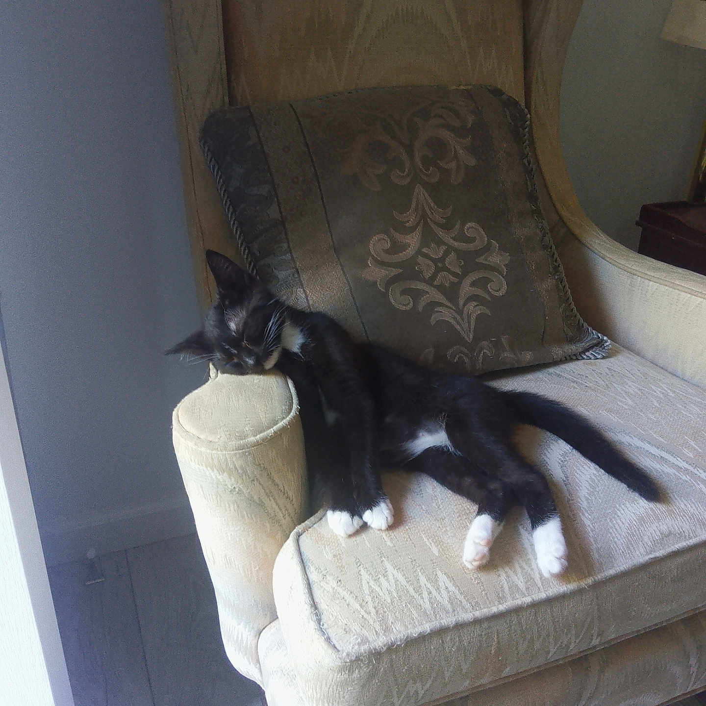 Midnight joined the competition — help win amazing prizes! armchair, black_and_white, cat, comfortable, cozy, cushion, domestic_cat, furniture, home, indoor, kitten, paw, pet, relaxing, resting, sleeping, soft_light, tail, window_light, wood_floor