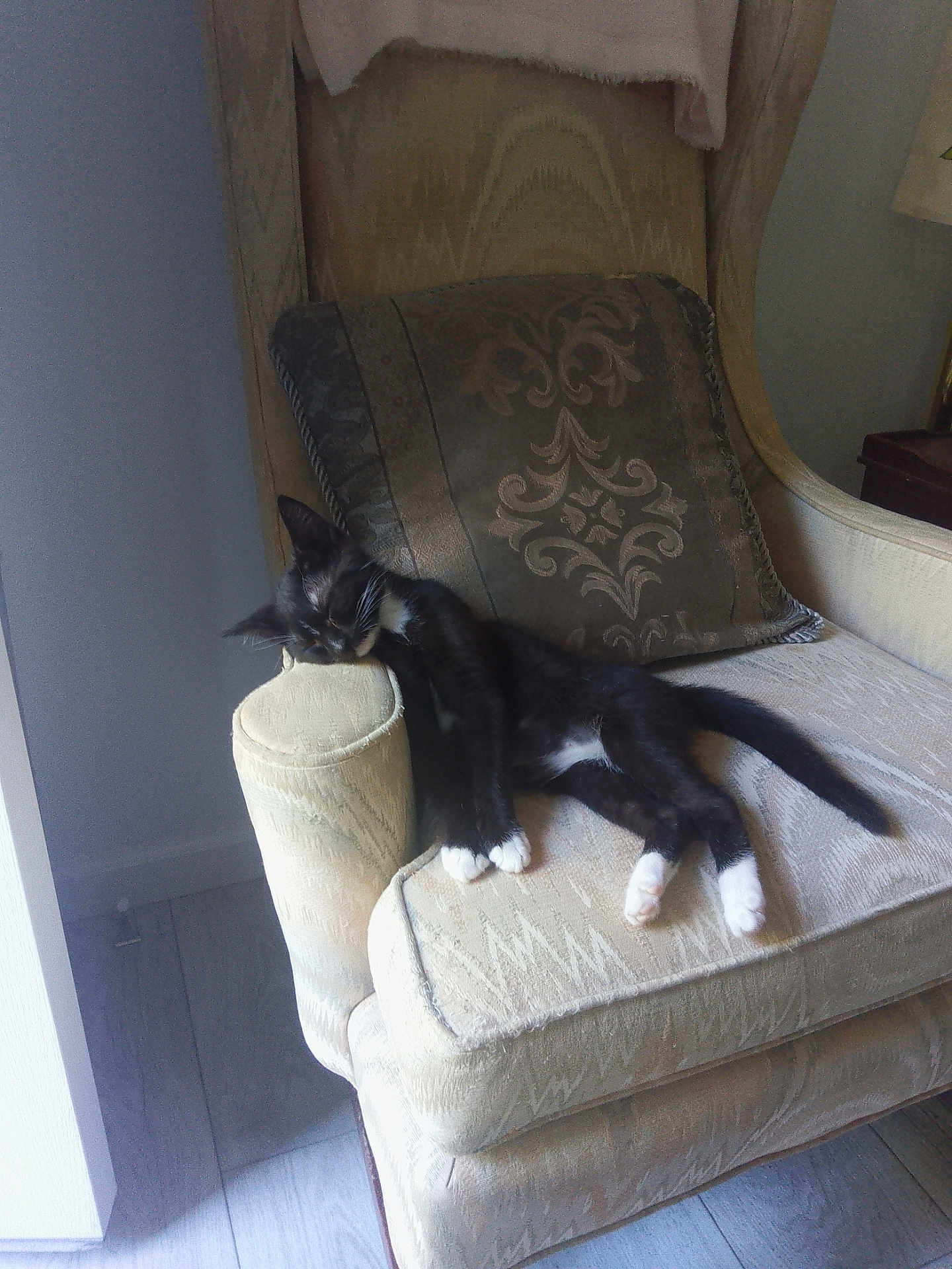 Midnight joined the competition — help win amazing prizes! kitten, cat, sleeping, armchair, cushion, indoor, furniture, resting, black_and_white, paw, tail, cozy, relaxing, home, pet, domestic_cat, soft_light, window_light, wood_floor, comfortable