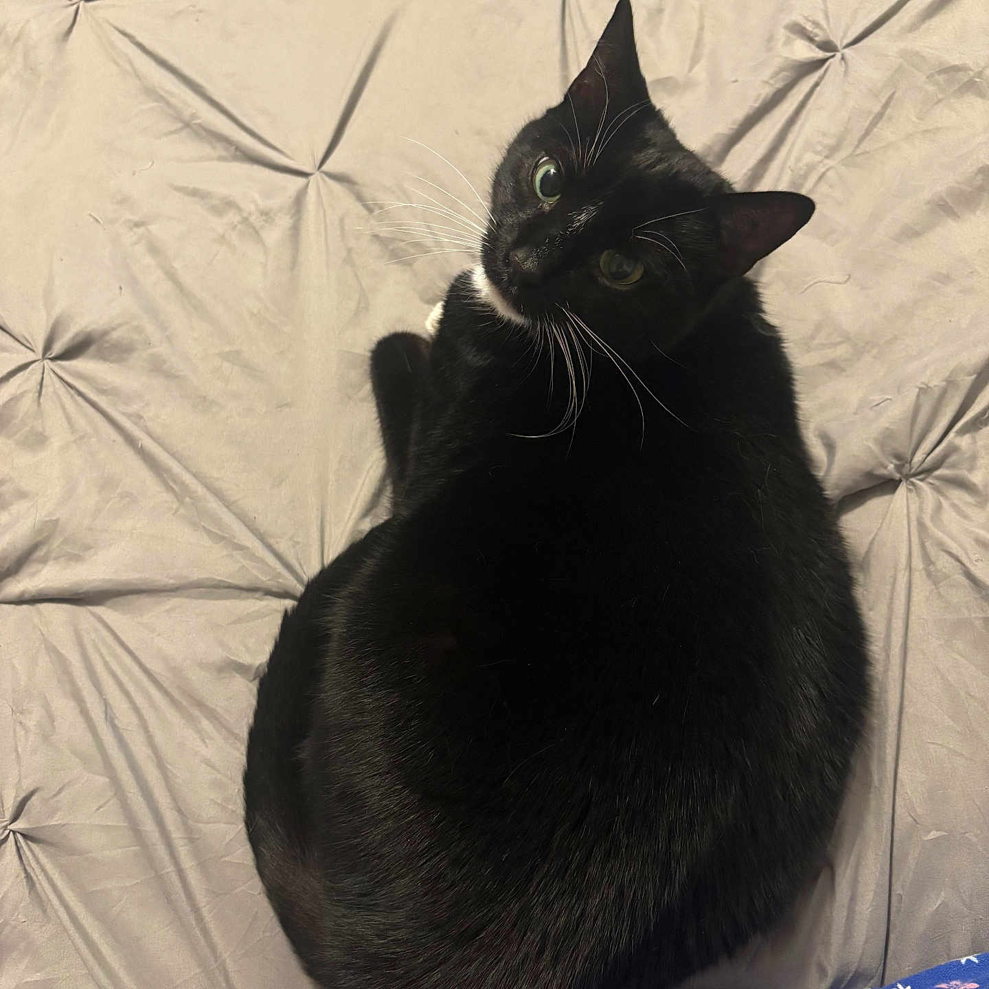 Von-Von is registered to the contest to win money with this photo: animal, bedspread, black_cat, cat, cozy, curious, cute, domestic_animal, feline, foot, fur, green_eyes, indoor, looking_up, pajamas, pet, resting, sleepy, whiskers, wrinkled_sheet