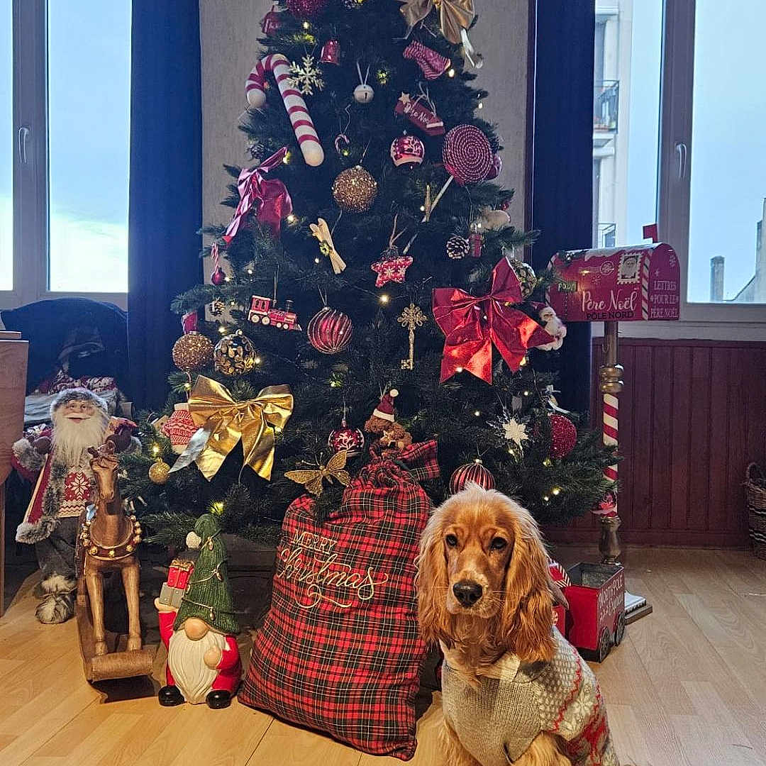 Athéna a rejoint le concours — aidez-le/la à gagner de superbes lots ! bows, christmas_tree, cozy, decor, dog, dog_sitting, festive, figurines, gift_sack, gold, green, holiday_decorations, indoor, lights, ornaments, plaid, red, sweater, window, wooden_floor