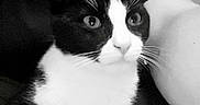 Canel participe au concours pour gagner de l'argent avec cette photo : animal, arm, black_and_white, casual, cat, closeup, eyes, face, fur, grayscale, happy, indoor, person, pet, portrait, selfie, smiling, tuxedo_cat, whiskers, young_adult