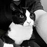 animal, arm, black_and_white, casual, cat, closeup, eyes, face, fur, grayscale, happy, indoor, person, pet, portrait, selfie, smiling, tuxedo_cat, whiskers, young_adult