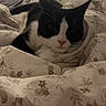 Canel participe au concours pour gagner de l'argent avec cette photo : animal, bed, black_and_white, blanket, cat, cozy, cute, domestic, face, floral_pattern, furniture, indoor, lamp, nightstand, pet, pink_nose, resting, room, soft_lighting, whiskers
