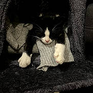 Canel participe au concours pour gagner de l'argent avec cette photo : animal, black_and_white, blanket, cat, cat_tree, claws, cozy, cute, fur, furry, indoor, kitten, mammal, paws, pet, relaxed, resting, sleeping, soft, whiskers