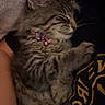 cat, kitten, sleeping, tabby, collar, fluffy, pet, animal, cute, resting, domestic_cat, feline, indoor, closeup, comfort, snuggling, paw, whiskers, soft, relaxation