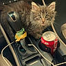 Honey joined the competition — help win amazing prizes! kitten, cat, car_interior, gear_shift, soda_can, cable, console, seat, button, curious, fluffy, pet, small_animal, indoor, vehicle, drink, young_cat, tabby, fur, cute