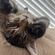 Honey is registered to the contest to win money with this photo: cat, tabby, sleeping, paws, couch, beige, indoor, cozy, pet, fur, whiskers, window_blinds, relaxing, nap, closeup, feline, domestic_animal, resting, soft_light, comfortable