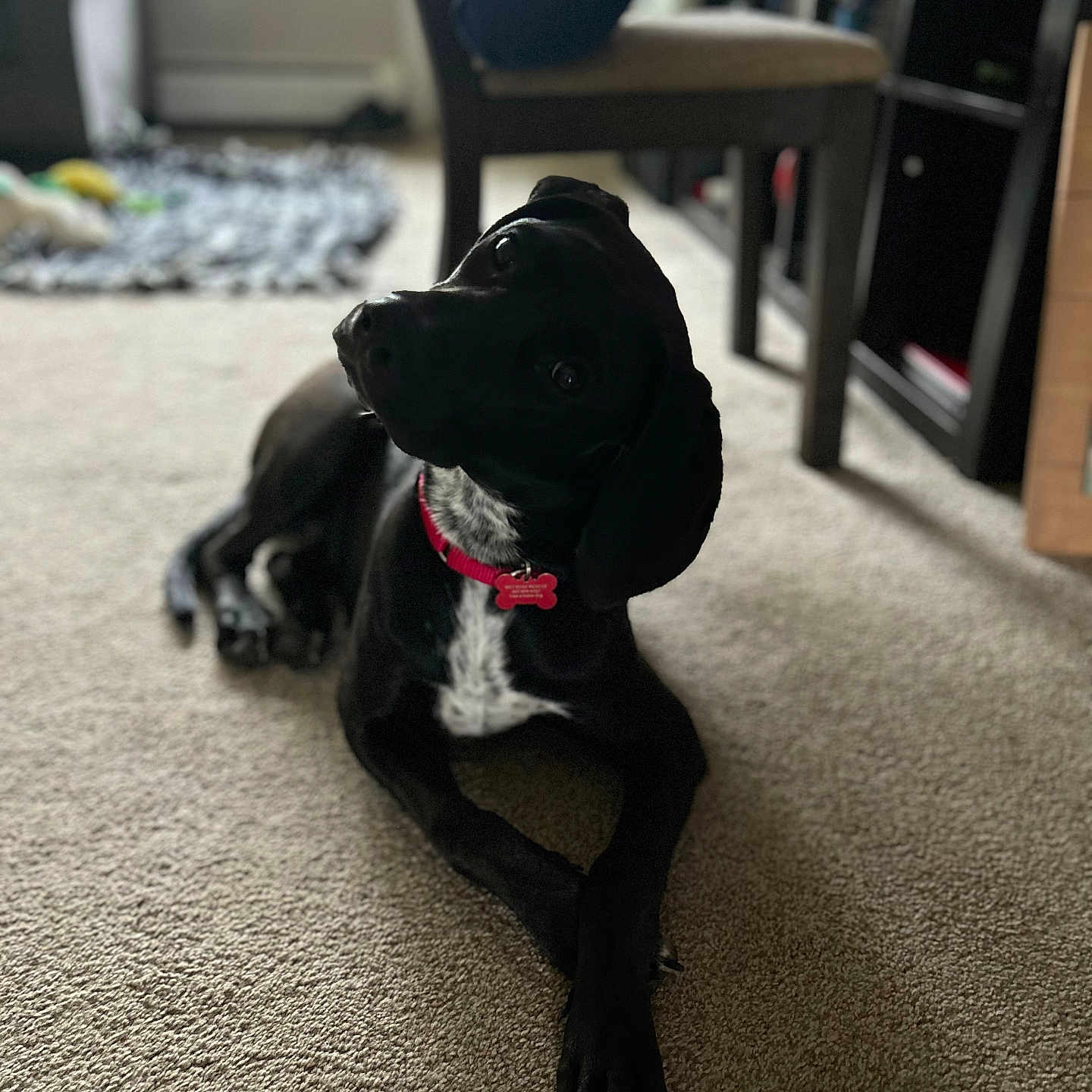 Daisy is registered to the contest to win money with this photo: animal, black_dog, canine, carpet, chair, collar, cozy, curious, dog, domestic, floor, fur, furniture, head_tilt, home, indoor, natural_light, pet, quiet, resting