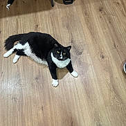 Manifestor is registered to the contest to win money with this photo: cat, black_and_white, indoor, wooden_floor, pet, animal, feline, curious, lying_down, flooring, household, domestic, fur, whiskers, paw, tail, looking_up, cozy, relaxed, home