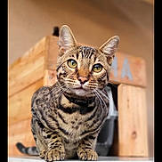 Youma participe au concours pour gagner de l'argent avec cette photo : cat, tabby, green_eyes, table, wooden_crate, indoor, pet, feline, curious, whiskers, ears, sitting, close_up, animal, domestic, cute, alert, fur, paws, portrait