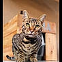 cat, tabby, green_eyes, table, wooden_crate, indoor, pet, feline, curious, whiskers, ears, sitting, close_up, animal, domestic, cute, alert, fur, paws, portrait
