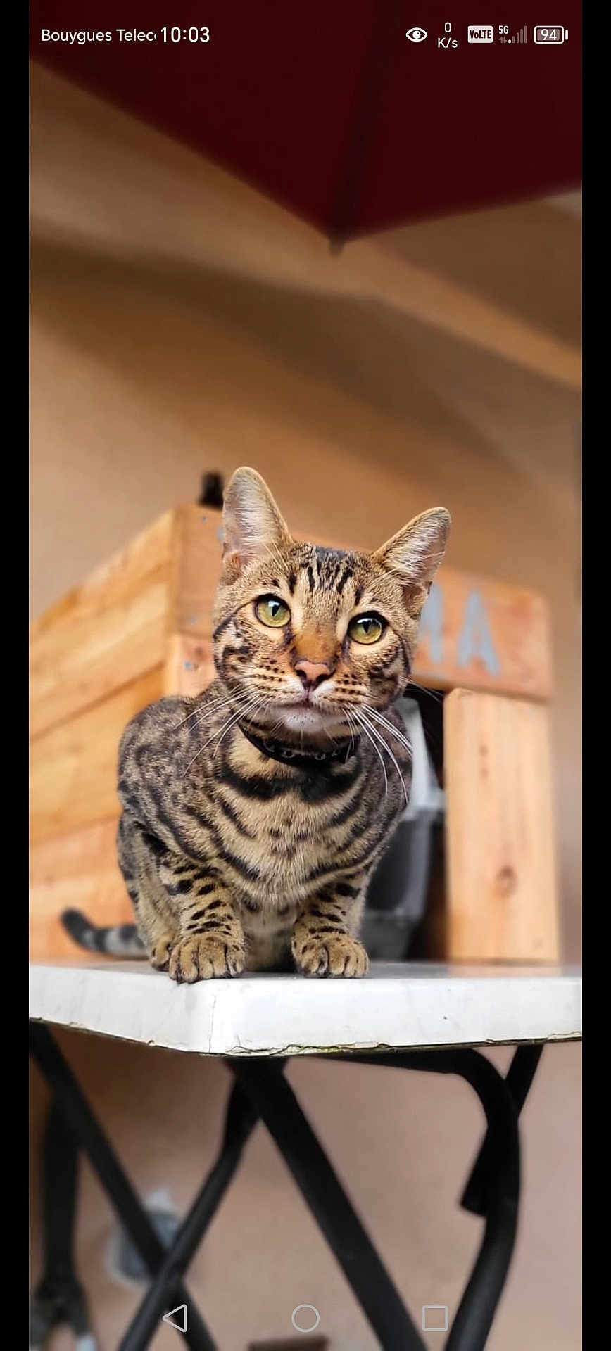 Youma participe au concours pour gagner de l'argent avec cette photo : cat, tabby, green_eyes, table, wooden_crate, indoor, pet, feline, curious, whiskers, ears, sitting, close_up, animal, domestic, cute, alert, fur, paws, portrait