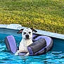 dog, pool, water, floatie, purple, black, grass, outdoor, summer, pet, animal, relaxing, canine, swimming, sunlight, daytime, nature, leisure, backyard, floating
