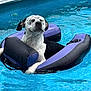 dog, pool, water, inflatable_float, relaxed, summer, pet, animal, outdoor, blue, black, purple, floating, canine, leisure, swimming_pool, daytime, sunny, wet, vacation