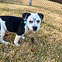 puppy, dog, grass, outdoor, fence, collar, black_and_white, young, playground, pet, animal, curious, cute, ears, face, grass_field, daylight, nature, small, looking