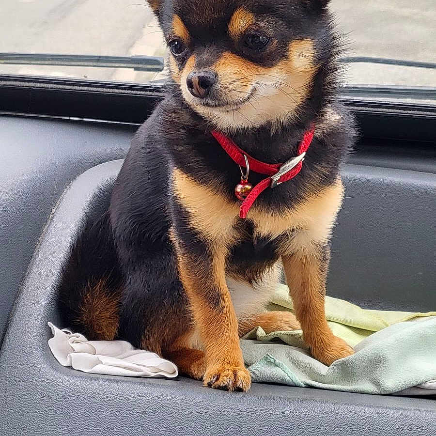 Levrel a rejoint le concours — aidez-le/la à gagner de superbes lots ! accessories, animal, belt, canine, car, chihuahua, city, dog, husky, leash, machine, pet, puppy, road, strap, street, sunglasses, transportation, urban, vehicle