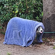 Milka participe au concours pour gagner de l'argent avec cette photo : dog, towel, garden, tree, greenery, leaves, tongue_out, outdoor, animal, pet, funny, disguise, pavement, hose, nature, brown, purple, curious, cute, canine