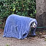 dog, towel, garden, tree, greenery, leaves, tongue_out, outdoor, animal, pet, funny, disguise, pavement, hose, nature, brown, purple, curious, cute, canine