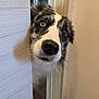 dog, border_collie, doorframe, peeking, curious, heterochromia, nose, indoor, closeup, pet, animal, fur, whiskers, ears, wall, wooden_floor, black_and_white, brown, white, portrait