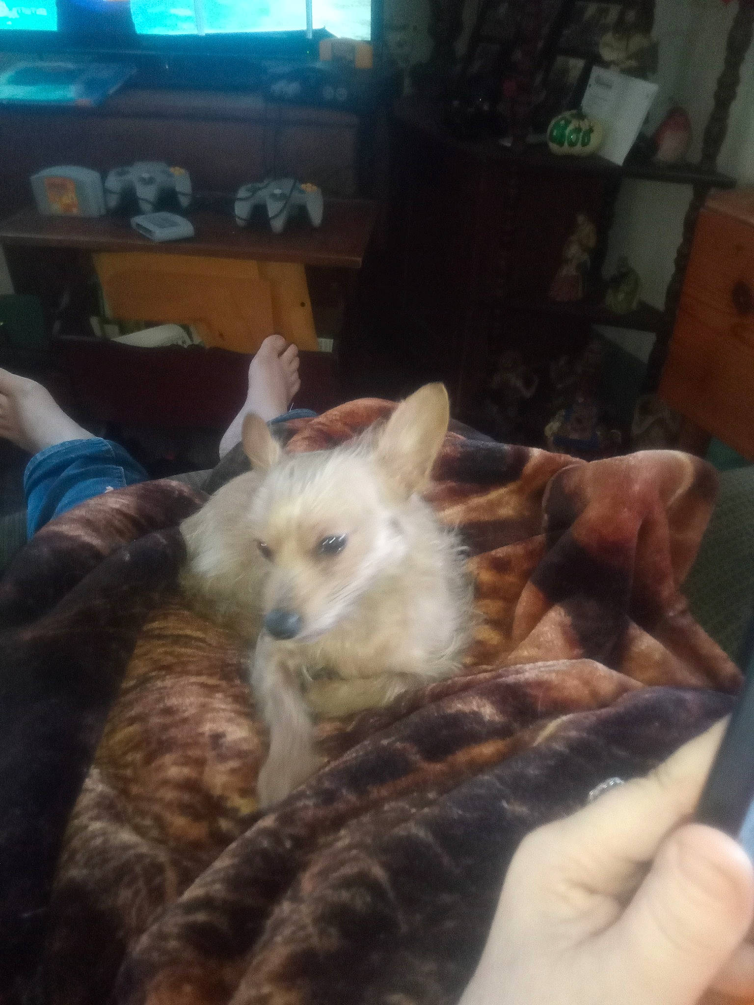 Littleman joined the competition — help win amazing prizes! bed, canidae, carnivore, comfort, companion_dog, dog_breed, ear, eye, fawn, felidae, fur, nap, paw, room, small_to_medium_sized_cats, snout, sporting_group, tail, television, whiskers