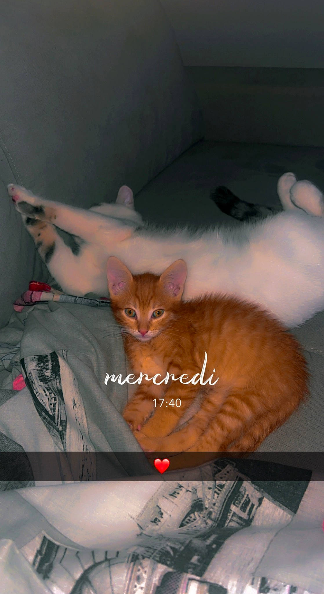 Tigrou a rejoint le concours — aidez-le/la à gagner de superbes lots ! box, brown, cardboard, carnivore, cat, cat_supply, domestic_short_haired_cat, fawn, felidae, font, fur, paper_product, paw, photo_caption, room, small_to_medium_sized_cats, tail, whiskers, window, wood