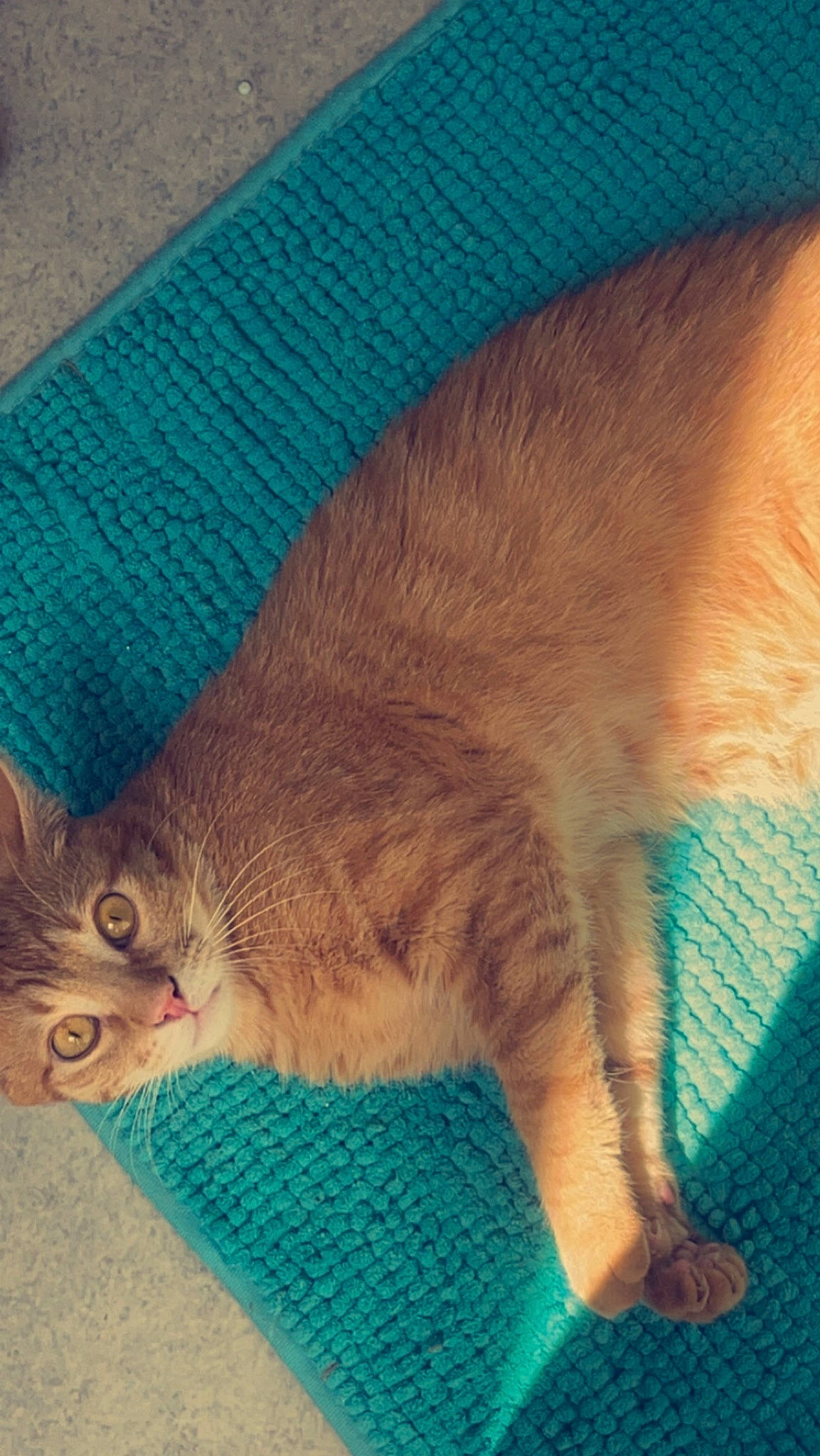 Tigrou participe au concours pour gagner de l'argent avec cette photo : azure, blue, carnivore, cat, cat_supply, cloud, comfort, domestic_short_haired_cat, electric_blue, fawn, felidae, fur, human_leg, linens, paw, small_to_medium_sized_cats, snout, tail, textile, whiskers