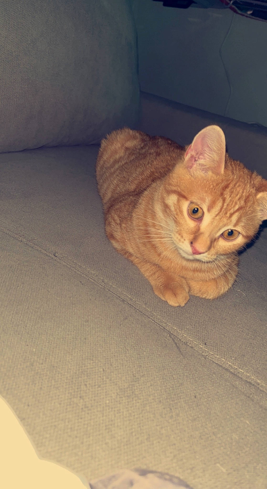 Tigrou a rejoint le concours — aidez-le/la à gagner de superbes lots ! carnivore, cat, comfort, couch, domestic_short_haired_cat, fawn, felidae, flooring, fur, hardwood, paw, sitting, small_to_medium_sized_cats, snout, tail, terrestrial_animal, whiskers, wood