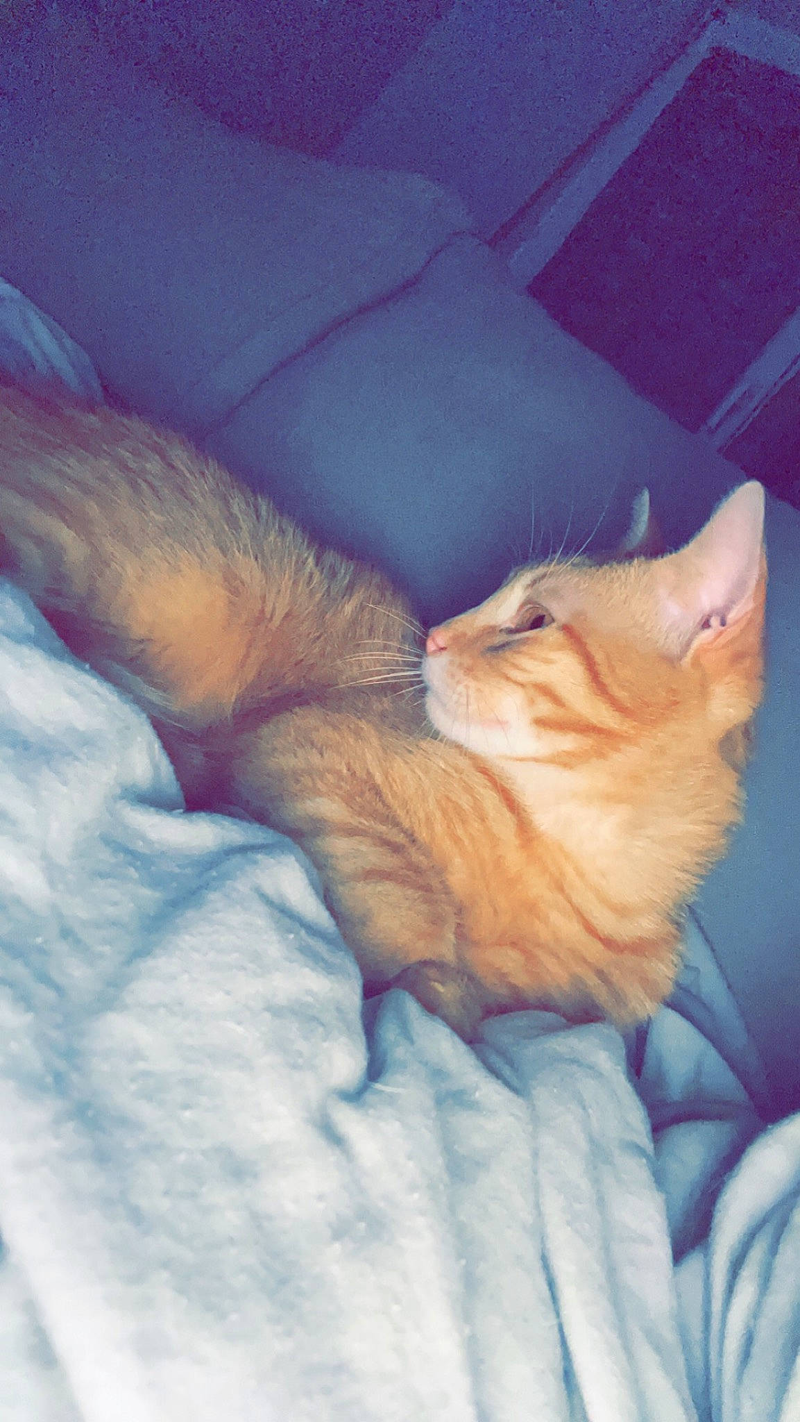 Tigrou participe au concours pour gagner de l'argent avec cette photo : bed, carnivore, cat, claw, cloud, comfort, companion_dog, couch, domestic_short_haired_cat, eye, fawn, felidae, fur, linens, paw, sky, small_to_medium_sized_cats, snout, tail, whiskers