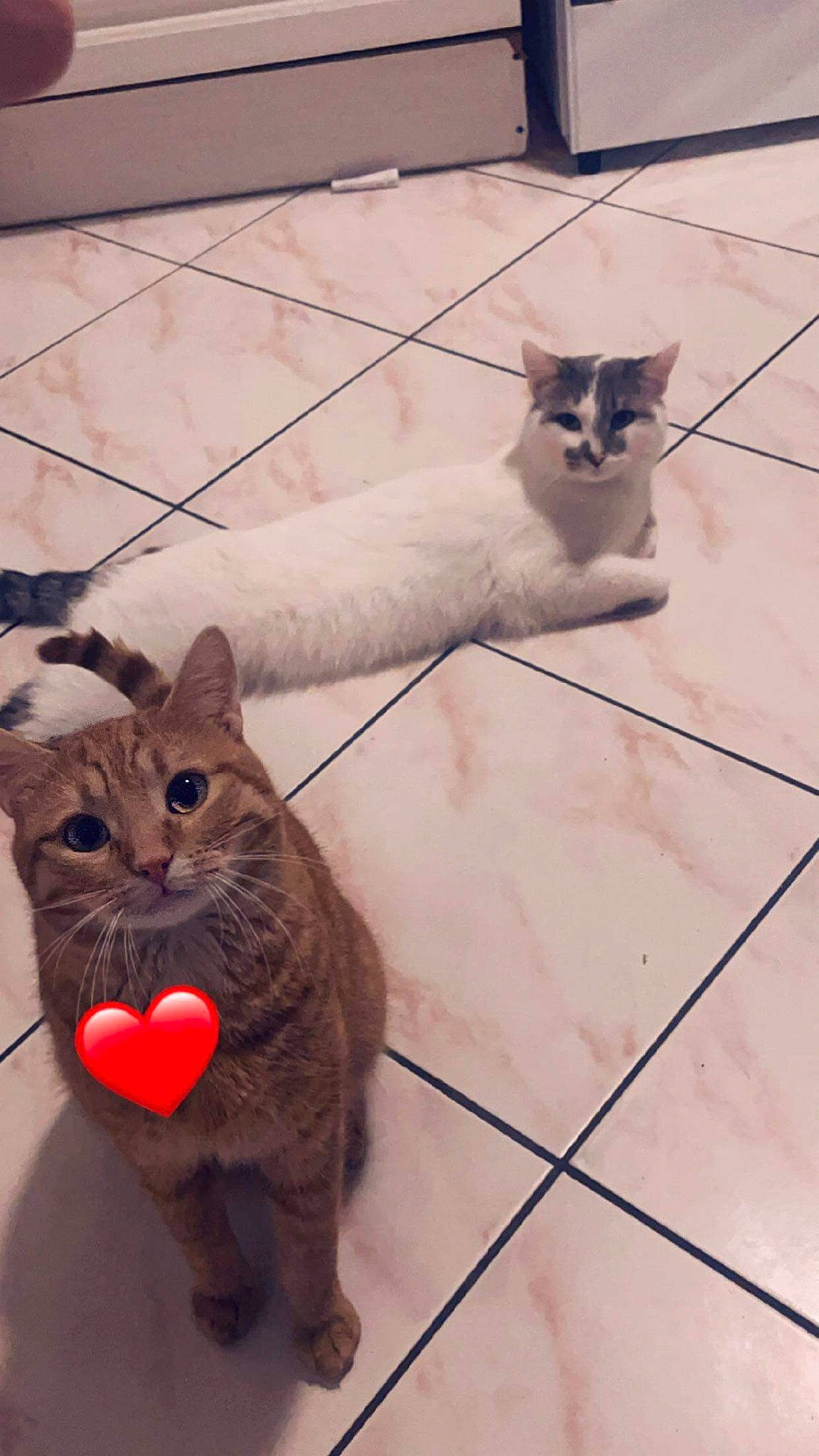 Titus participe au concours pour gagner de l'argent avec cette photo : carnivore, cat, domestic_short_haired_cat, fawn, felidae, floor, flooring, fur, grey, hardwood, line, mammal, paw, small_to_medium_sized_cats, snout, tail, tile_flooring, vertebrate, whiskers, wood