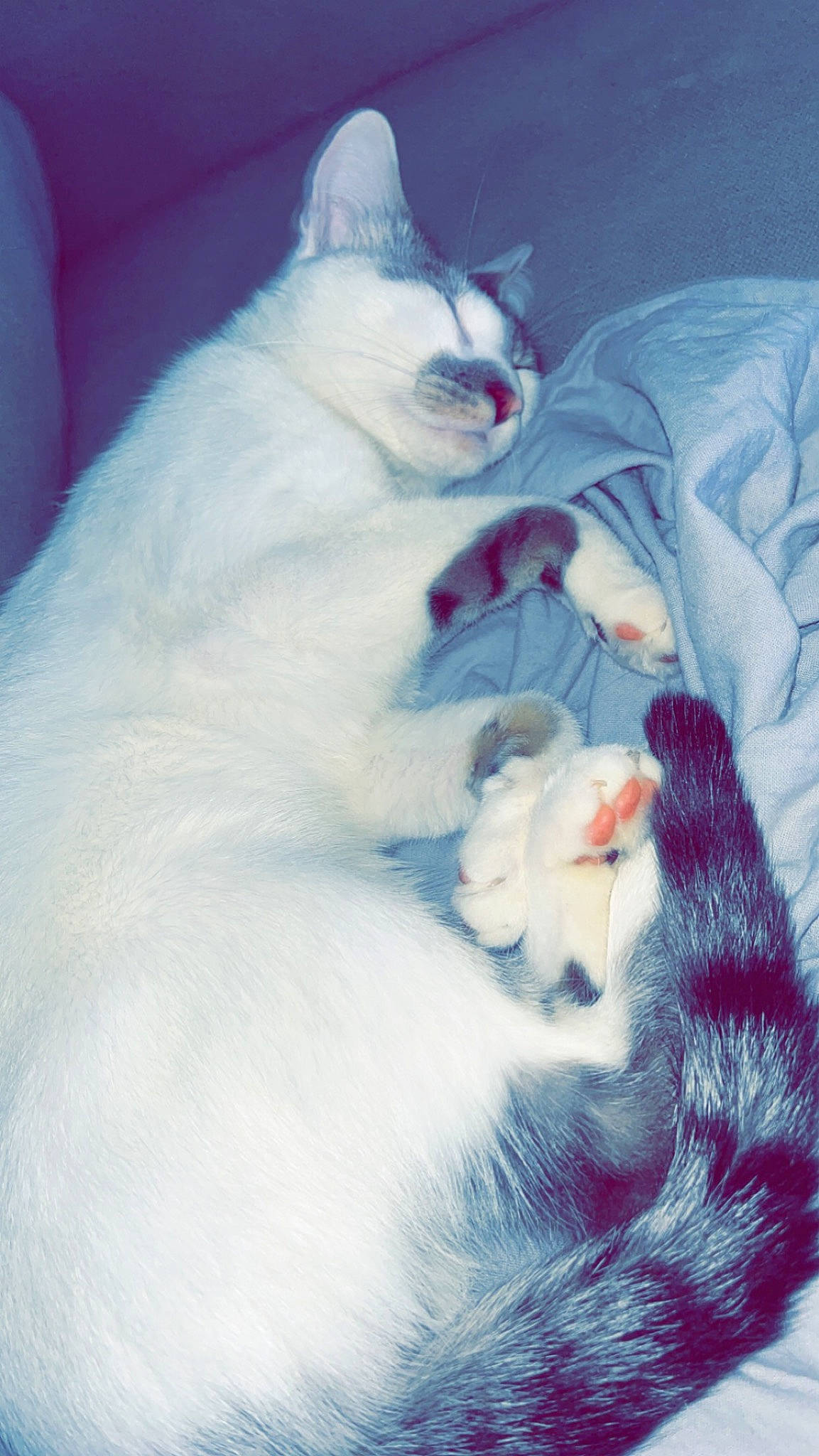 Titus participe au concours pour gagner de l'argent avec cette photo : carnivore, cat, comfort, domestic_short_haired_cat, felidae, fur, paw, sitting, small_to_medium_sized_cats, snout, tail, terrestrial_animal, whiskers