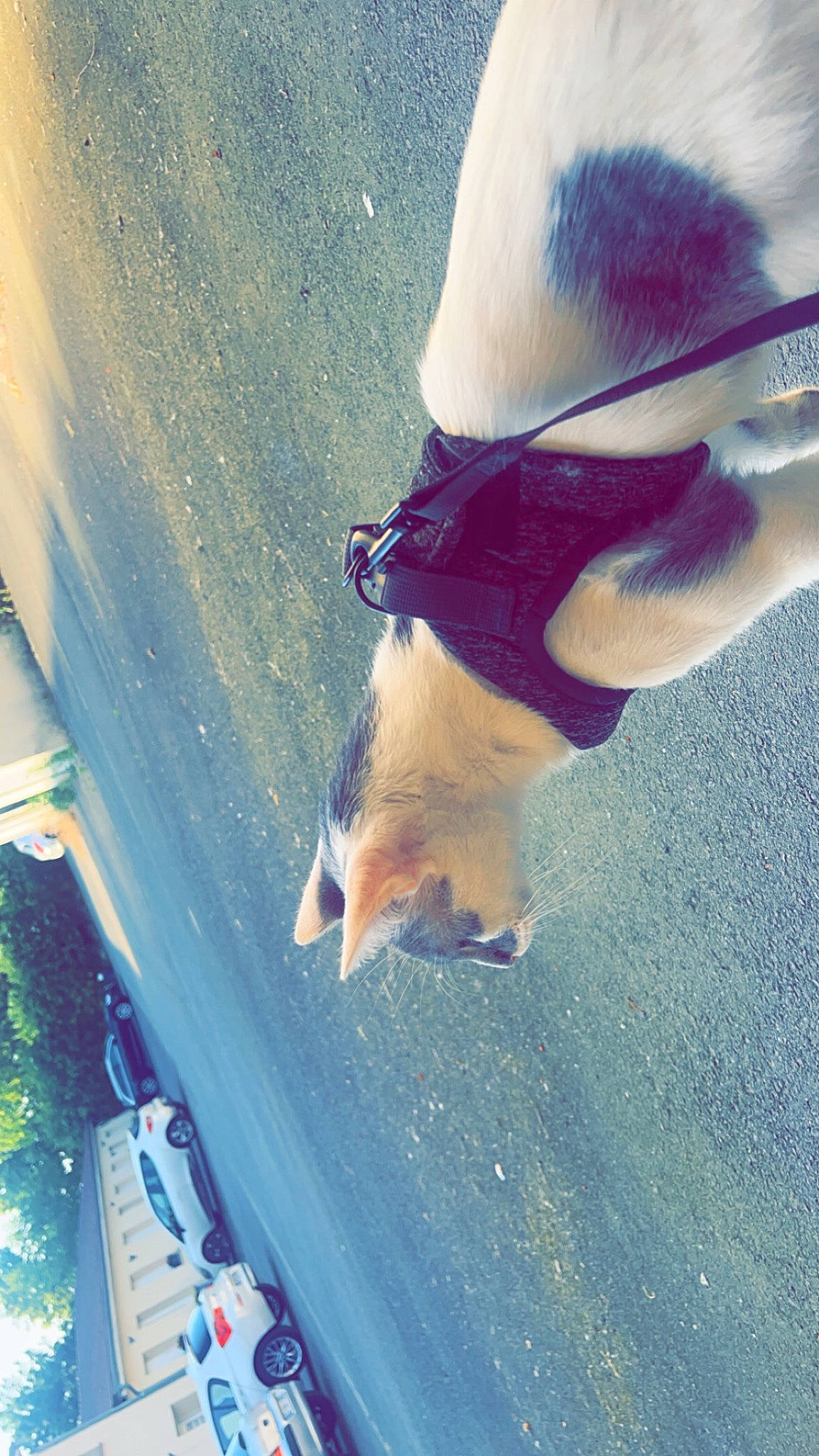 Titus participe au concours pour gagner de l'argent avec cette photo : blue, carnivore, collar, companion_dog, dog, dog_breed, electric_blue, fawn, foot, grass, human_leg, leash, plant, snapshot, sunlight, tail, tints_and_shades, vehicle_door, whiskers, white