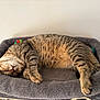 cat, tabby, sleeping, pet, feline, cozy, bed, plush, indoor, resting, fur, animal, cute, whiskers, paw, toy, relaxation, domestic, mammal, nap