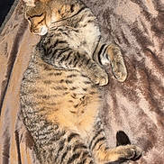 Cookie a rejoint le concours — aidez-le/la à gagner de superbes lots ! cat, tabby_cat, striped, feline, pet, animal, sleeping, relaxed, indoor, blanket, soft_texture, fur, whiskers, paw, tail, resting, comfort, cozy, human_foot, bedroom