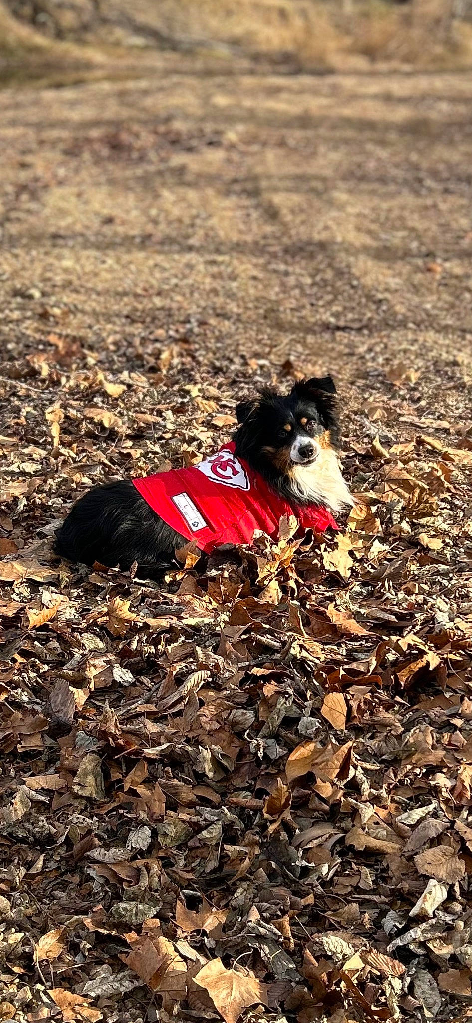 Astro is registered to the contest to win money with this photo: canidae, carmine, carnivore, companion_dog, dog, dog_breed, dog_clothes, dog_supply, fashion_accessory, fawn, grass, pet_supply, plant, recreation, shadow, soil, sporting_group, tints_and_shades, tree, working_animal