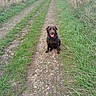 animal, canine, chocolate_labrador, country_road, daytime, dirt_path, dog, field, grass, happy, labrador, nature, outdoor, pet, plant, rural, sitting, sky, summer, tongue_out