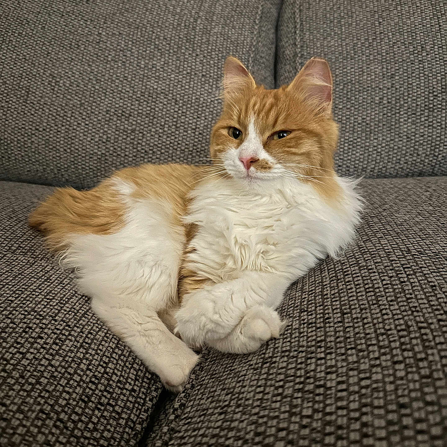 Ginge