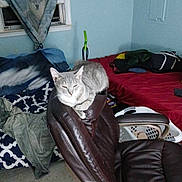 Princess is registered to the contest to win money with this photo: bed, bedroom, blanket, cat, chair, clothing, curtain, domestic, floor, furniture, gray_cat, home, indoor, laundry_basket, leather, pet, relaxed, resting, sleepy, window