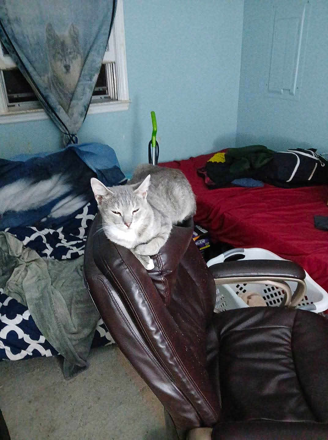 Princess is registered to the contest to win money with this photo: bed, bedroom, blanket, cat, chair, clothing, curtain, domestic, floor, furniture, gray_cat, home, indoor, laundry_basket, leather, pet, relaxed, resting, sleepy, window