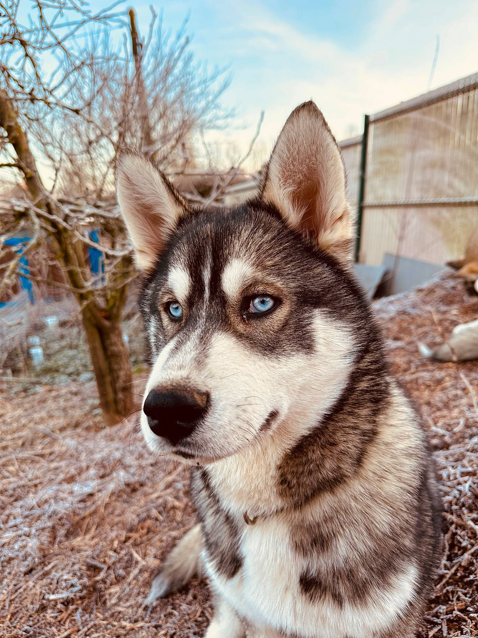 Togo participe au concours pour gagner de l'argent avec cette photo : art, canidae, canis, carnivore, companion_dog, dog, dog_breed, fawn, grass, plant, siberian_husky, sky, sled_dog, snout, sporting_group, terrestrial_animal, tree, whiskers, wolf, working_animal