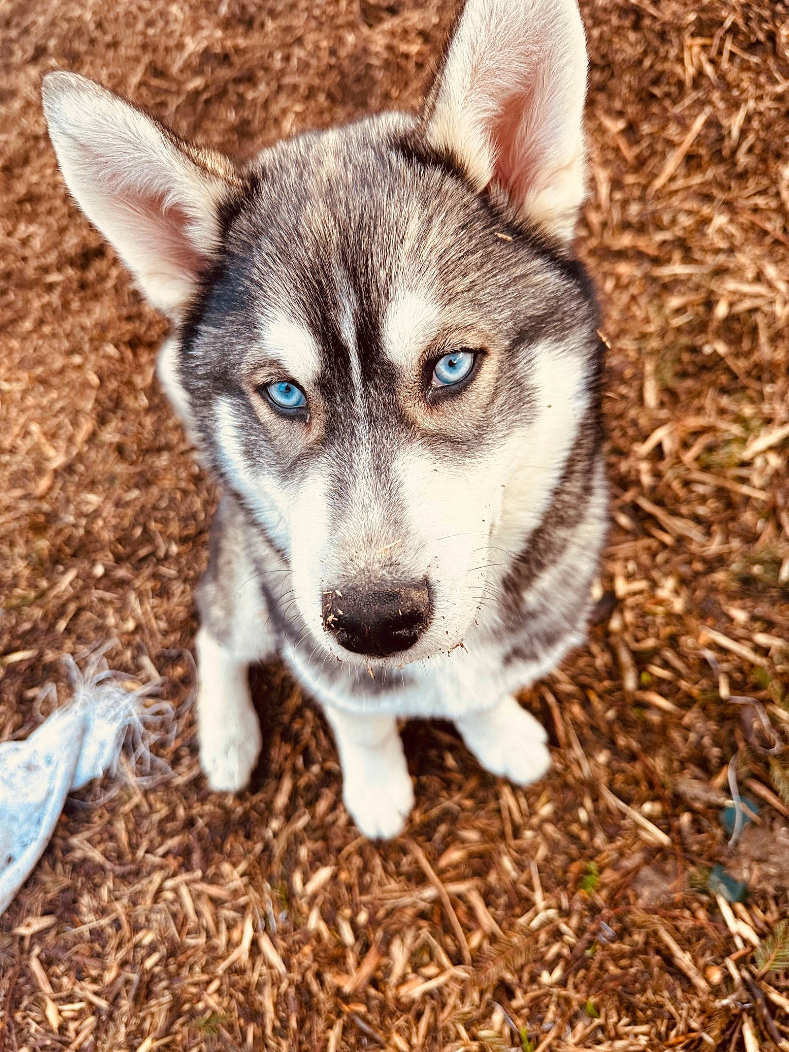 Togo participe au concours pour gagner de l'argent avec cette photo : ancient_dog_breeds, canis, carnivore, companion_dog, dog, dog_breed, fur, grass, sled_dog, snout, soil, sporting_group, sulimov_dog, terrestrial_animal, whiskers, working_animal, working_dog