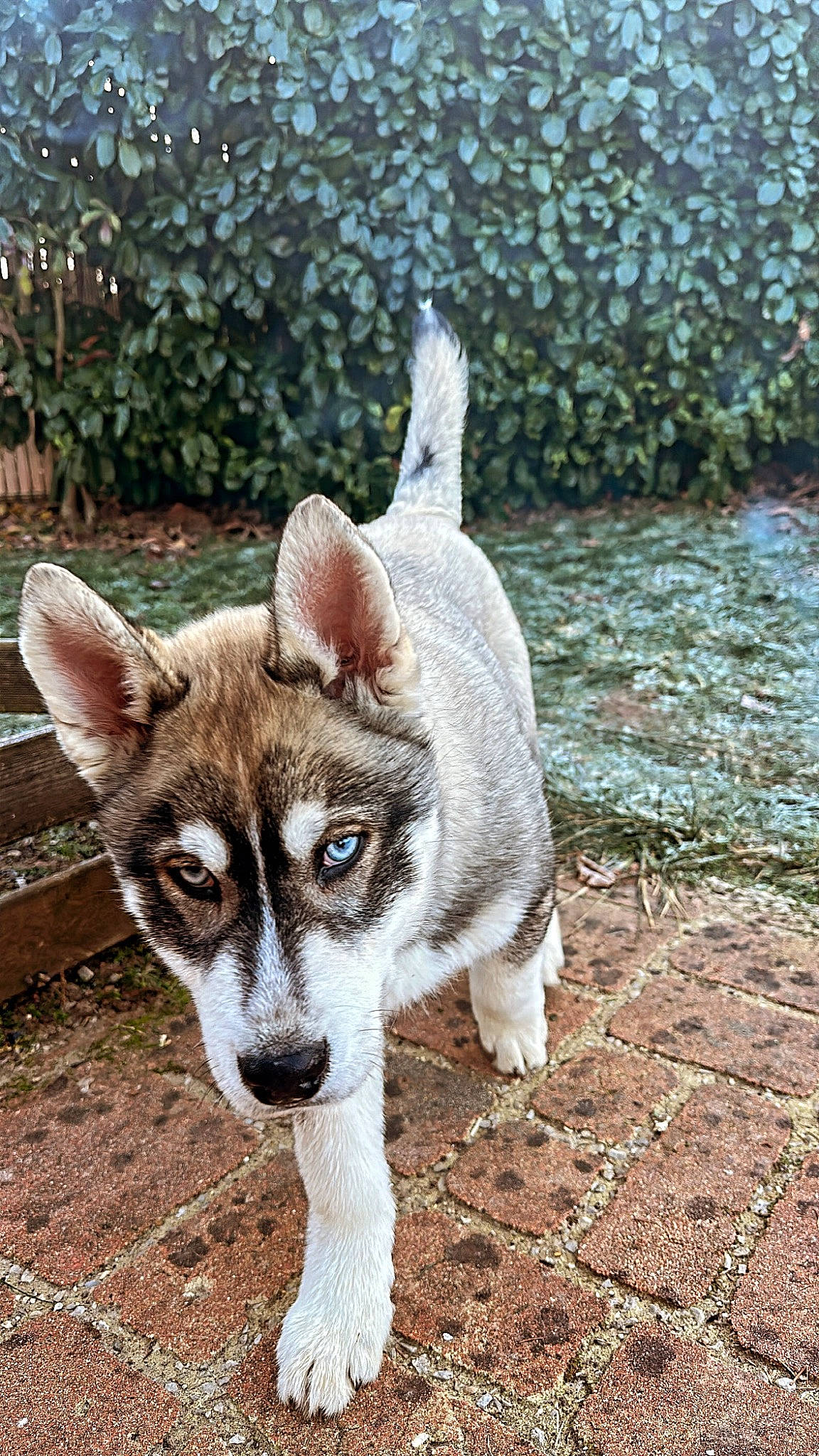 Togo participe au concours pour gagner de l'argent avec cette photo : ancient_dog_breeds, art, canidae, canis, carnivore, companion_dog, dog, dog_breed, fawn, fur, grass, non_sporting_group, plant, snout, sporting_group, tail, terrestrial_animal, whiskers, wildlife, working_animal