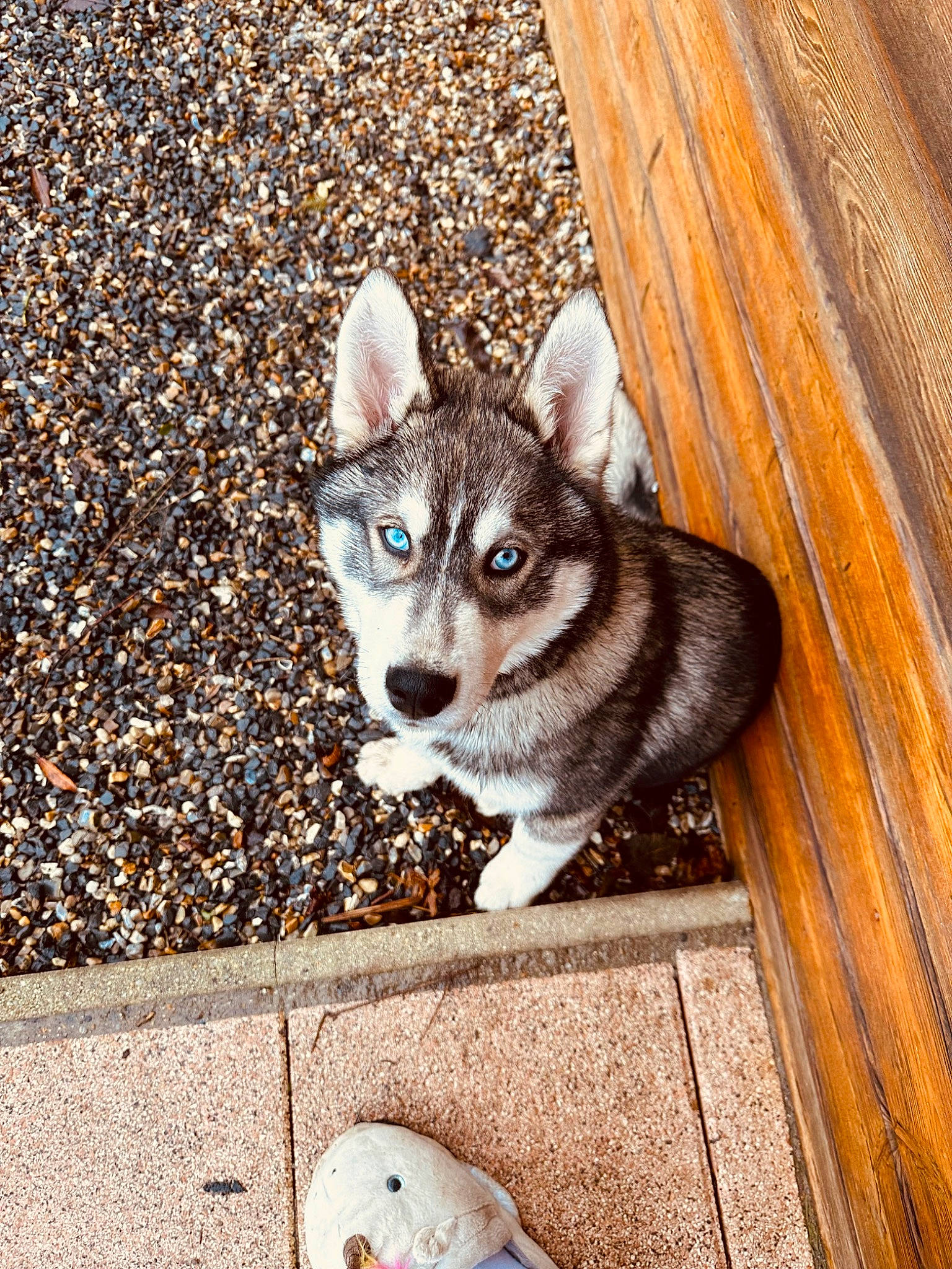 Togo participe au concours pour gagner de l'argent avec cette photo : carnivore, cat, domestic_short_haired_cat, felidae, flooring, foot, fur, grass, hardwood, human_leg, metal, paw, photo_caption, road_surface, sitting, small_to_medium_sized_cats, snout, tail, whiskers, wood