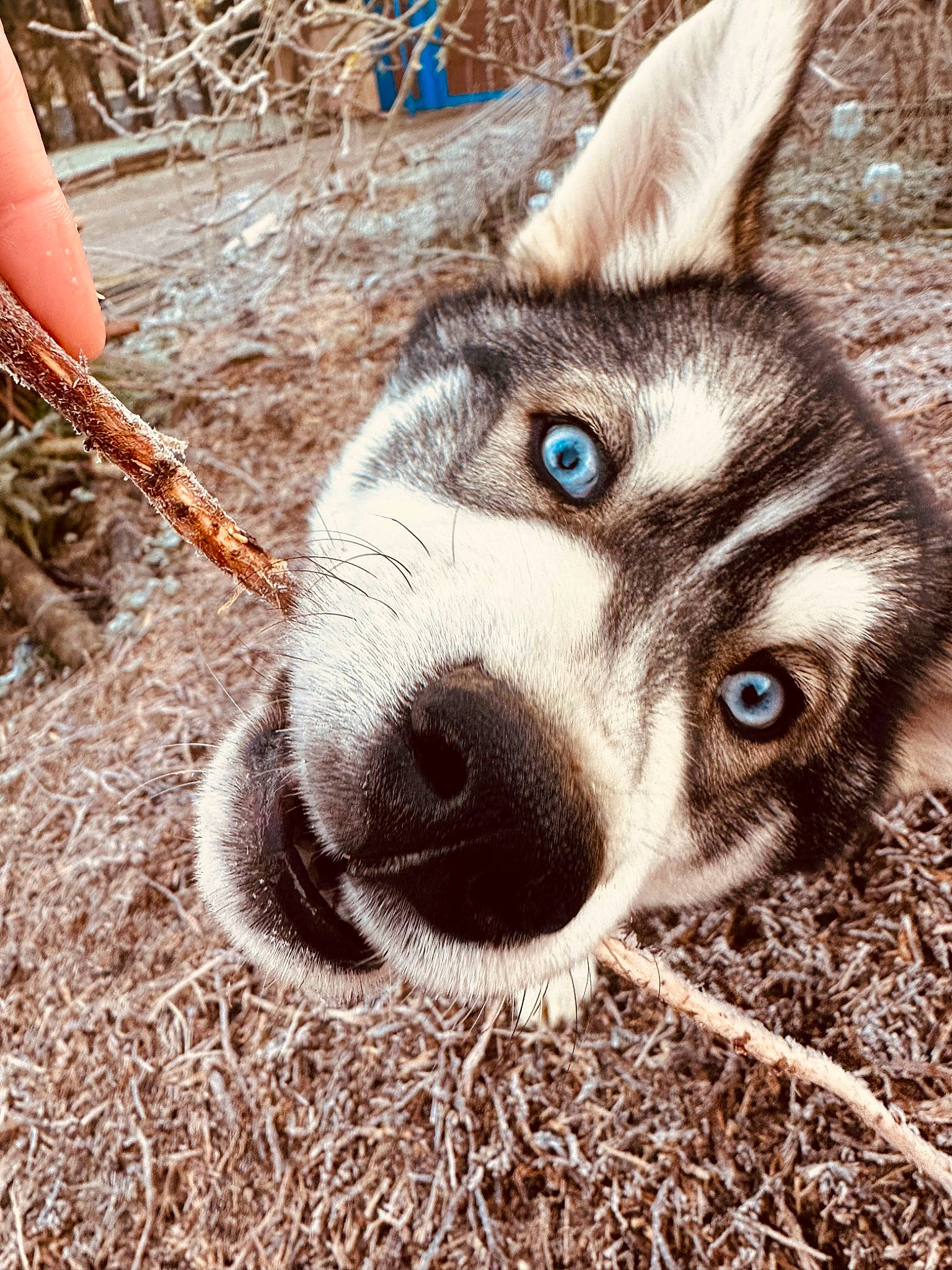 Togo participe au concours pour gagner de l'argent avec cette photo : canidae, canis, carnivore, companion_dog, dog, dog_breed, eyelash, fur, grass, paw, siberian_husky, sled_dog, soil, sporting_group, terrestrial_animal, whiskers, wildlife, wolf, working_animal, working_dog