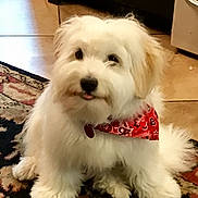 Tito joined the competition — help win amazing prizes! animal, bandana, cabinet, cute, dog, floor, fluffy, furniture, home, indoors, kitchen, pet, portrait, puppy, red_bandana, rug, sitting, tile_floor, tongue_out, white_fur