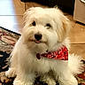 animal, bandana, cabinet, cute, dog, floor, fluffy, furniture, home, indoors, kitchen, pet, portrait, puppy, red_bandana, rug, sitting, tile_floor, tongue_out, white_fur